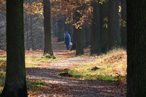 L'uomo nel bosco 2025